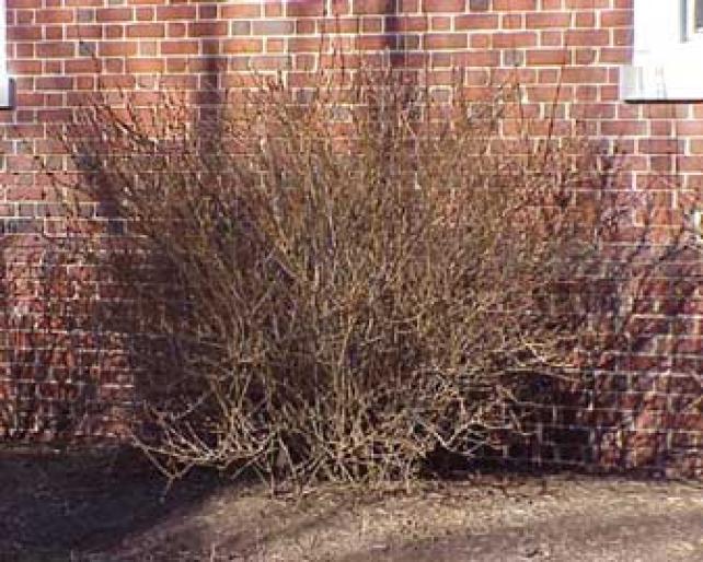 FORSYTHIA INTERMEDIA.1