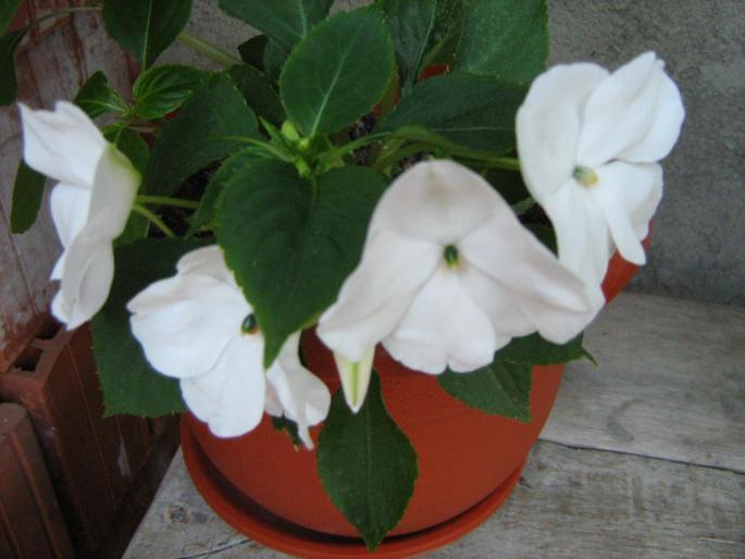 impatiens - floricele