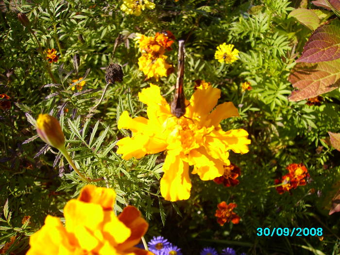 IMG_4648 - insecte si flori