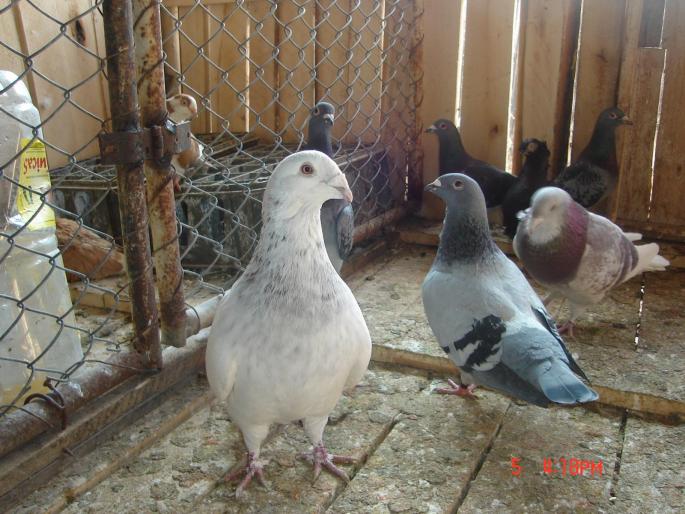 Picture 480 - porumbeii lui varzoi