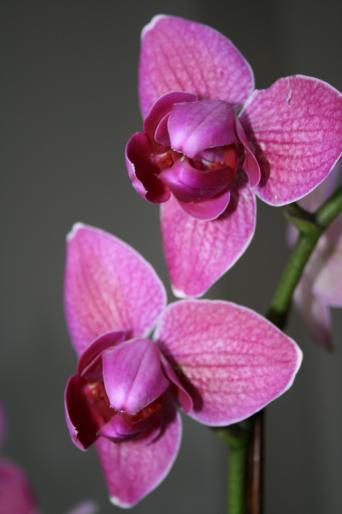 phalaenopsis; fam. orchidaceae
