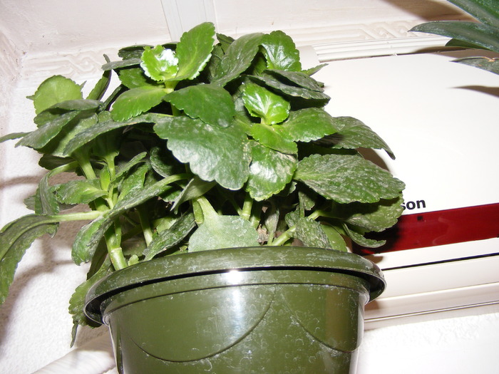 KALANCHOE