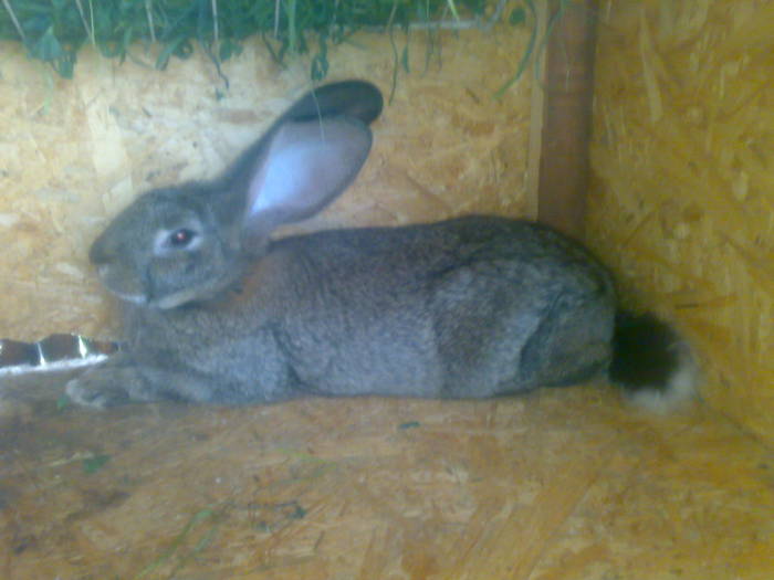 mascul urias belgian 4 luni