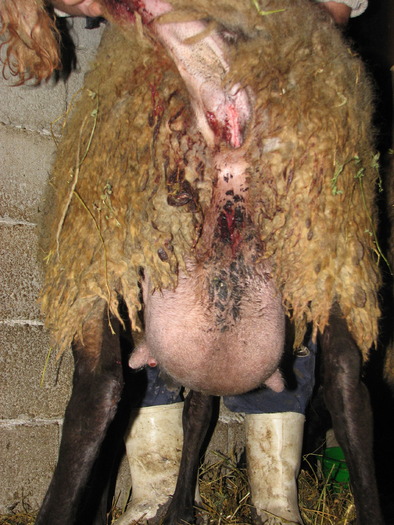 glanda mamara văzută din spate la fatare - oi tigaie  dec 2009