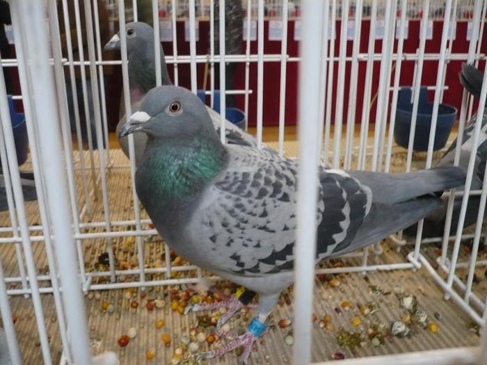 UCPR-Expo-Targoviste-2009-foto-6-ok