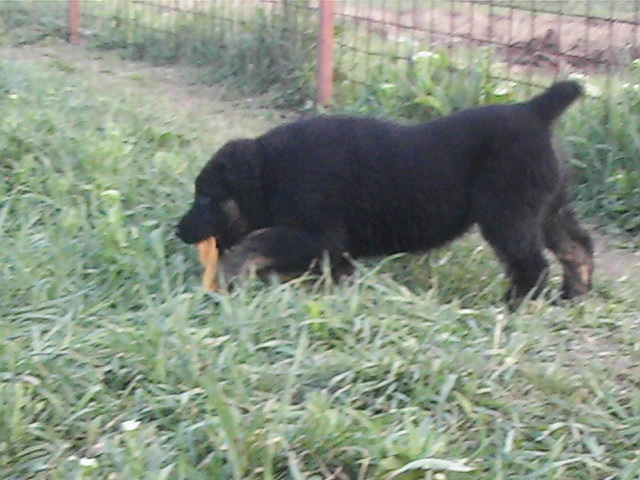 poze 04.05.2009 041