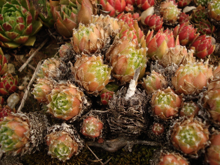 DSC01500 - Sempervivum