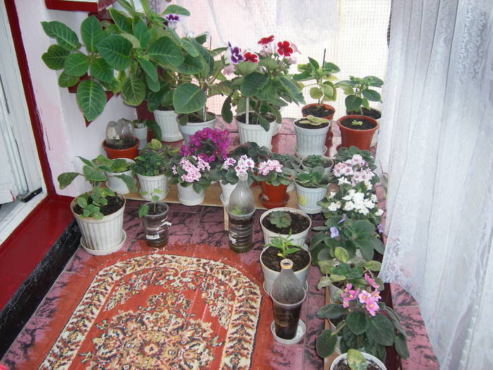 Flori 2009 - Flori - 2009