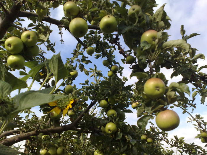 mere de septembrie; acestea tin toata iarna ,pana in martie anul urmator
