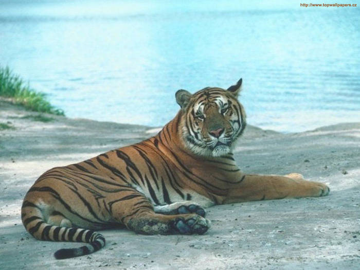 054 - tigri