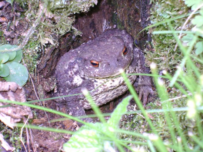 DSC00108; natura ne ofera exemple...de animalutze...
