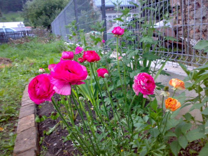 ranunculus - Florile din gradina mea - 2009