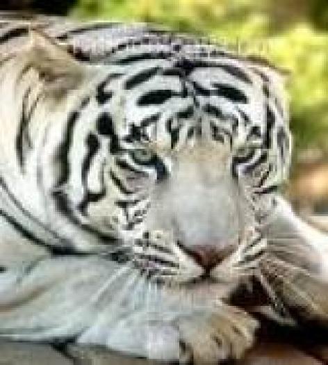 tigru alb - Animale