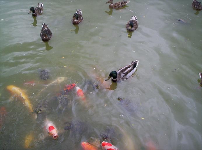 centrul papagali (65)