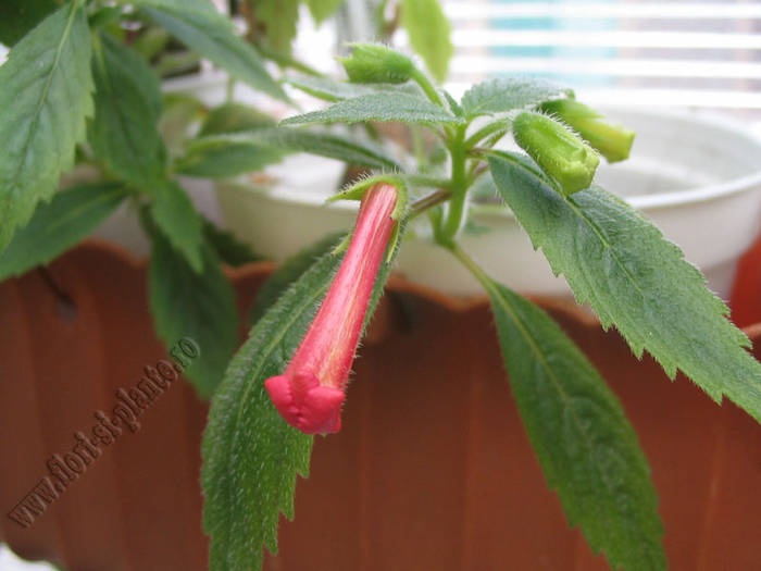Achimenes Summer Sunset 1