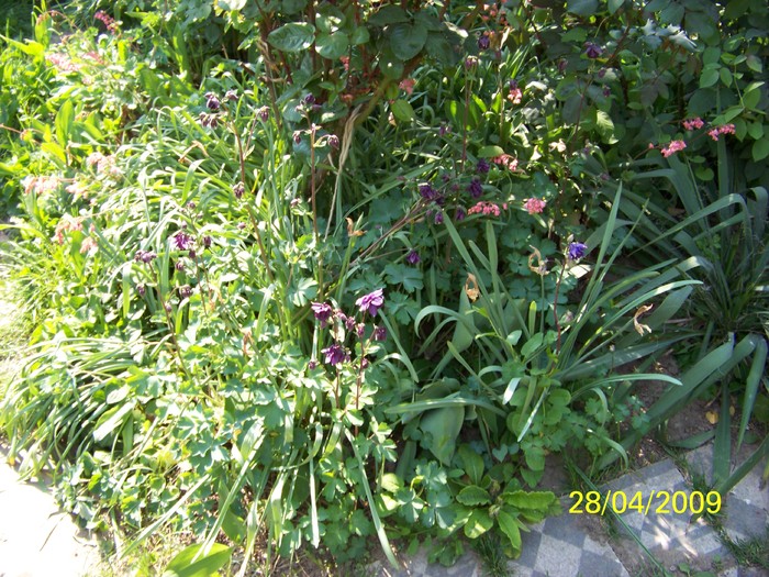 100_1222 - Primavara in curte  Timisoara