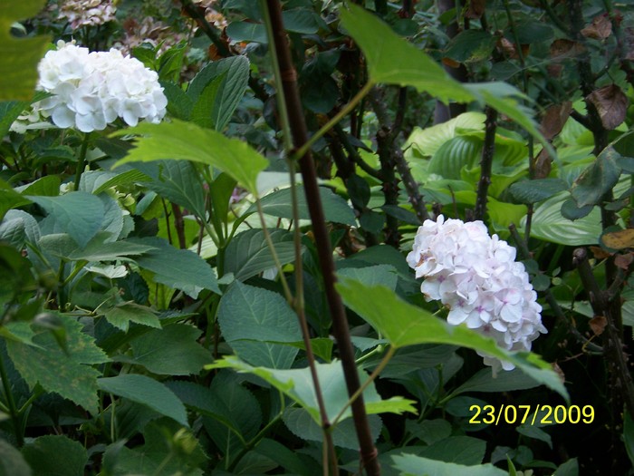 100_8503 - Iulie 2