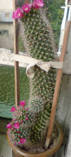 Mammillaria - Cactusi