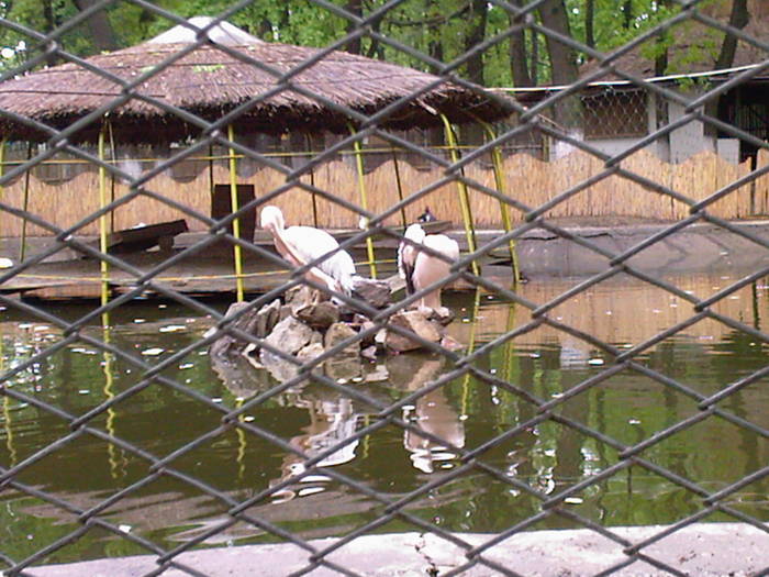 pelicanii - Zoo Braila