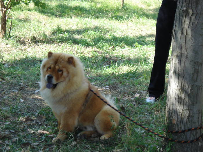 DSC07070 - 2007 EXPOZITIE CANINA