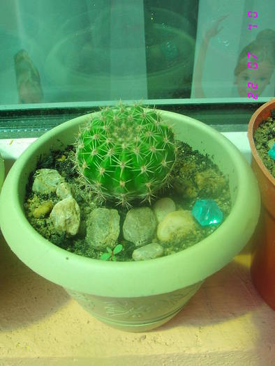 pui echinopsis roz