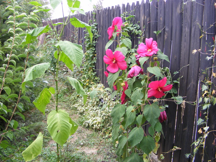 Hibiscus de gradina