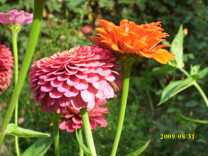 DSCI0718 - carciumarese-zinnia