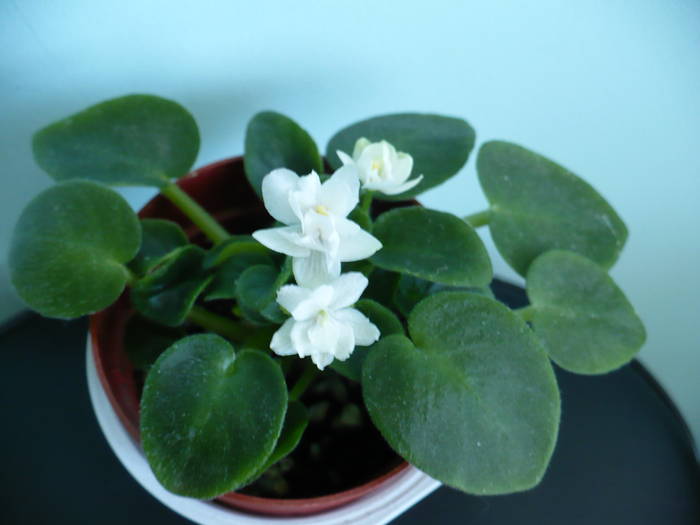 mini alb involt - Saintpaulia - violete de camera