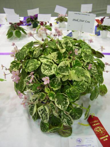 Pink_Star_Lou_2005avsa - violete de pe net 1