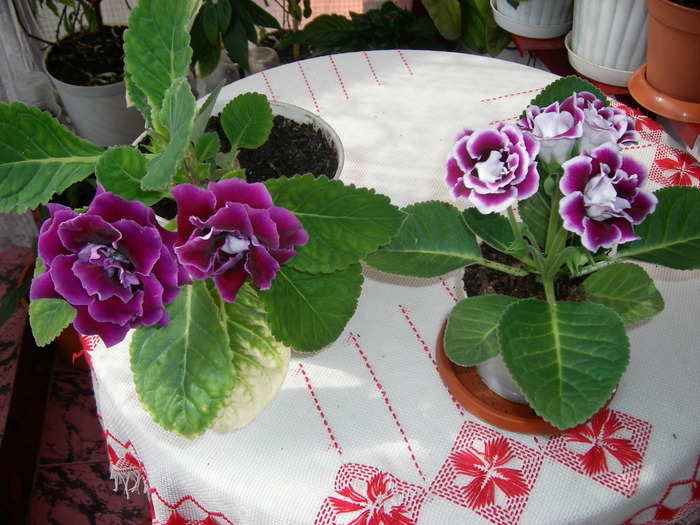 Gloxinia mov dublu - Flori - 2009