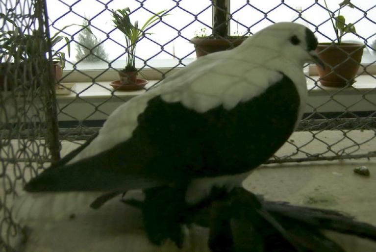swallow black noncrested