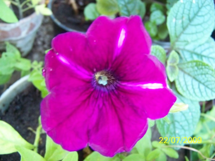 100_8431 - Iulie 2