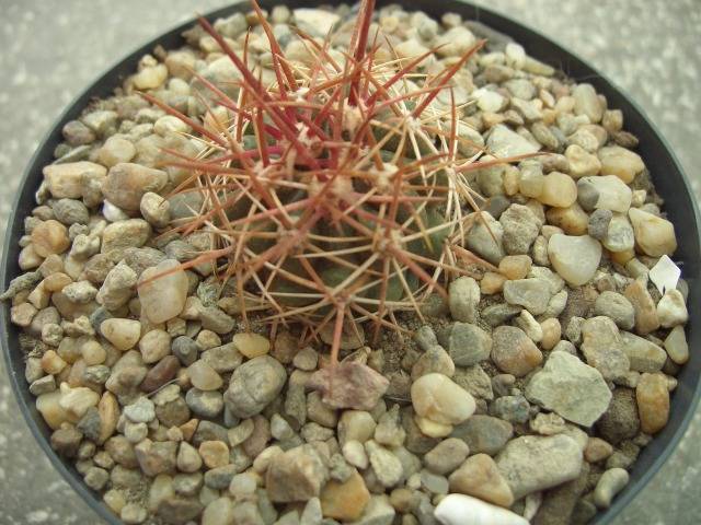 Ferocactus viridescens - Ferocactus