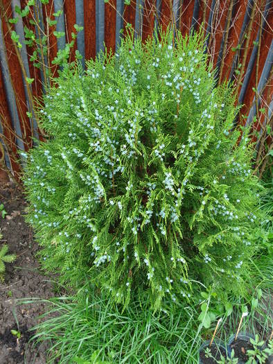 Thuja_Arborvitae (2009, May 13) - Thuja occidentalis_Arborvitae