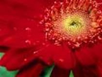 Flori_Desktop_Wallpapers_Poze_cu_Flori_Zinnia