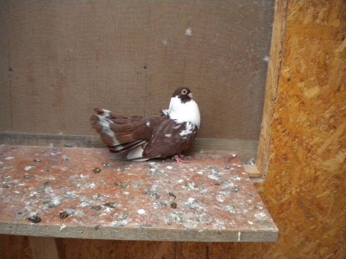 Picture 136 - Raicu 1