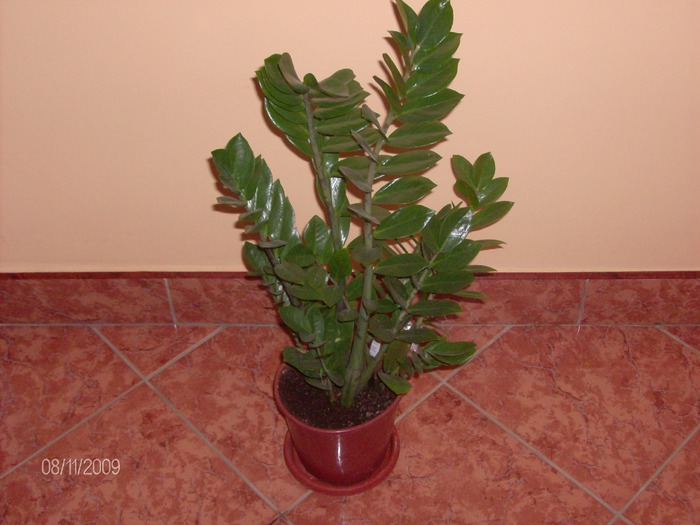 2009 118 - zamioculcas