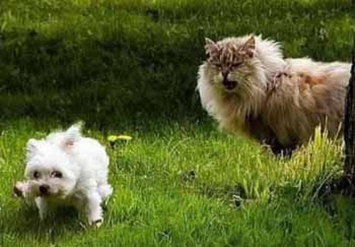 poze-caini-bichon-pisici