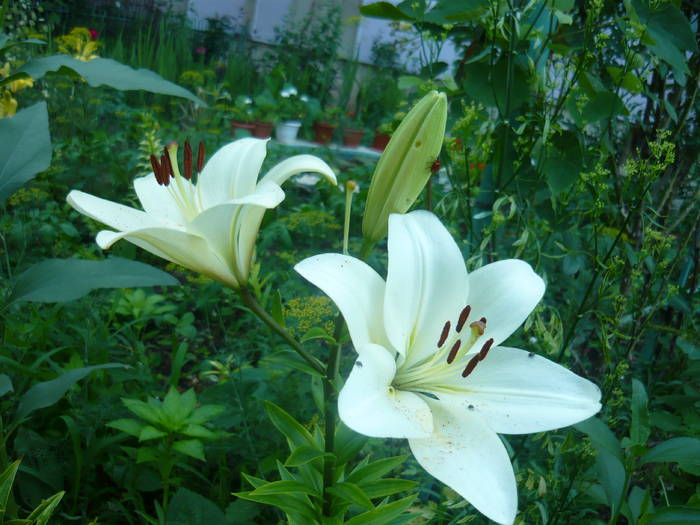 P1000854 - GLADIOLE SI CRINI