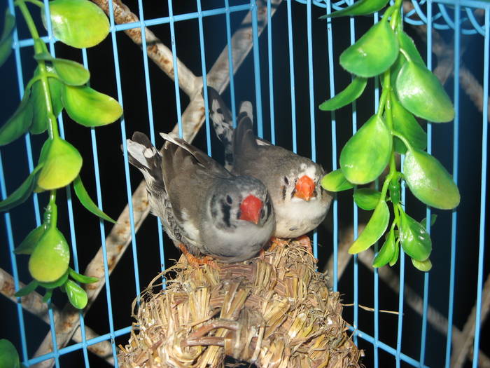 noi ne-am culcat - 1_1 - Zebre australiene - Zebra finches