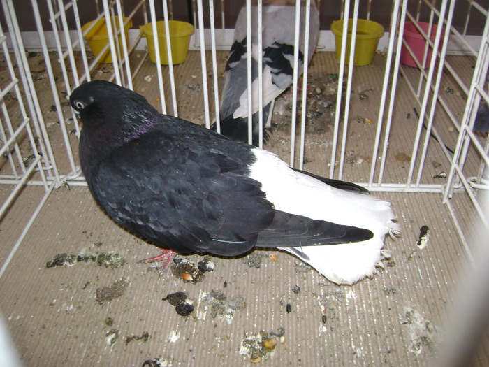 DSC07803 - Expozitie BIstrita 20 12 2009