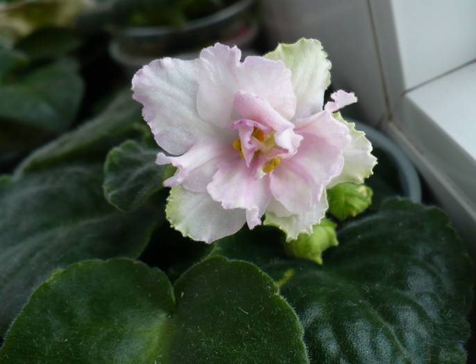 Irish Maiden - Saintpaulia - violete de camera