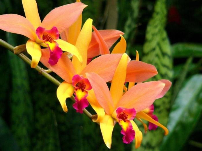 orhidee_Santa_Barbara_Sunset,_Laella