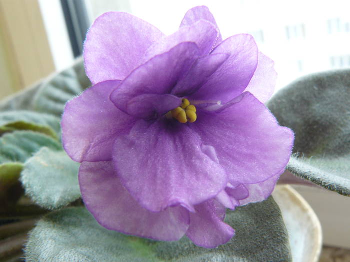 violeta mov - violete