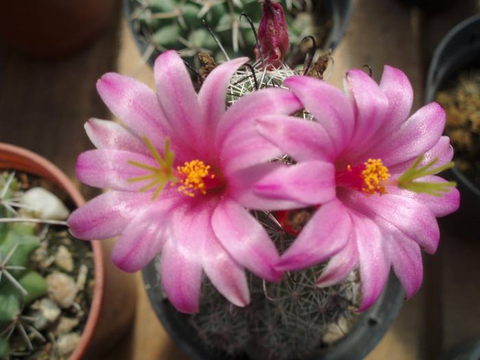 Mammillaria mazatlanensis