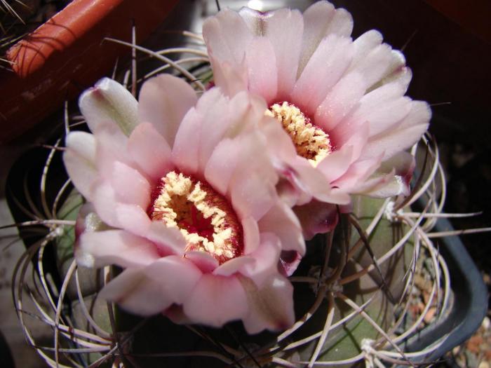 Gymnocalycium pflanzii v albipulpa - Cactusi la Mangalia