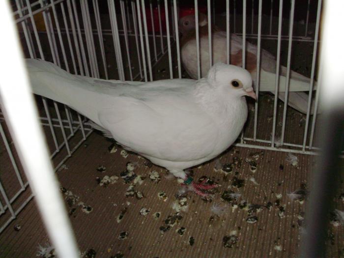 sev 4 - 1506 2 porumbei rz