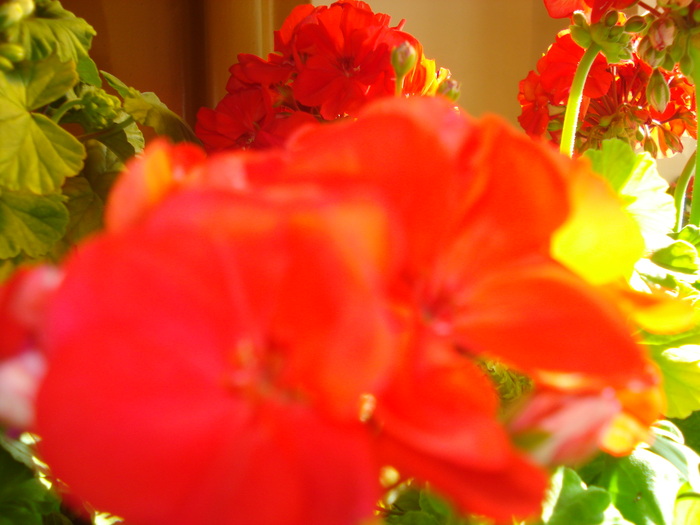 DSC04010 - FlowersssMuscate Rosii superbe