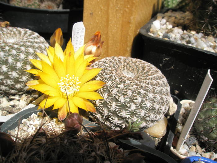 Sulcorebutia arenacea - 09.06