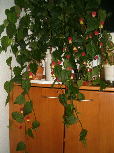 abutilon megapotamicum - Abutilon